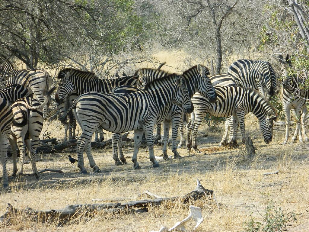 Suedafrika (214)